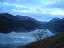 Tree at Ennerdale Water