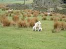 Sheep in Trout Beck Valley