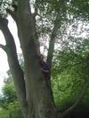 Wandlebury - Konrad in a tree