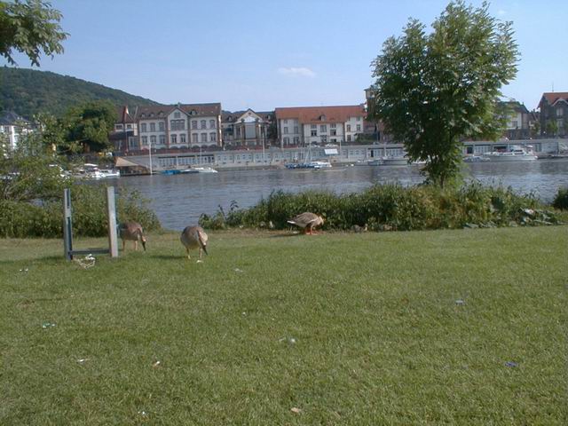 Enten auf der Neckarwiese