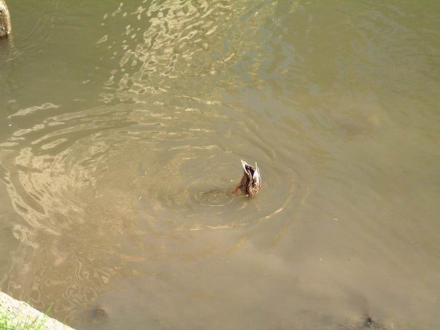 Ducks in the Cam at St. John