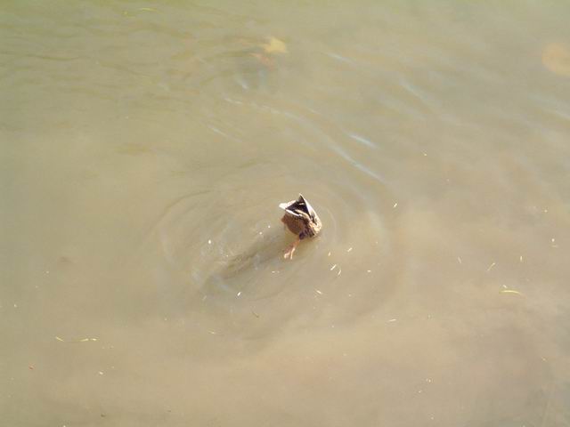 Ducks in the Cam at St. John