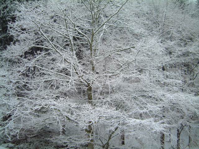Winterspaziergang: Baum