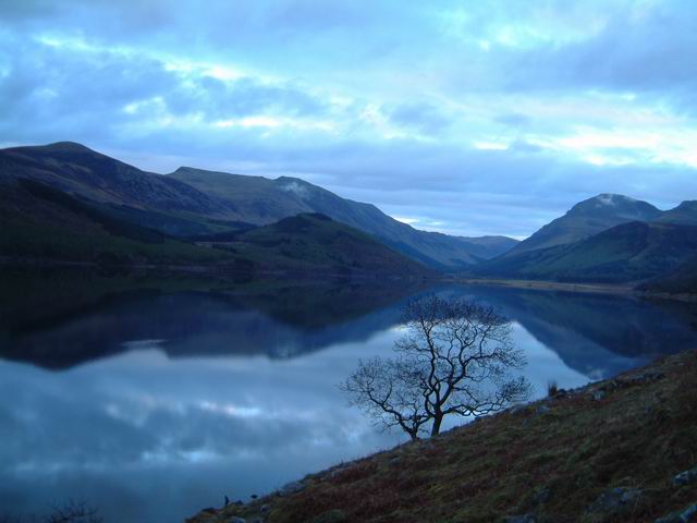Tree at Ennerdale Water