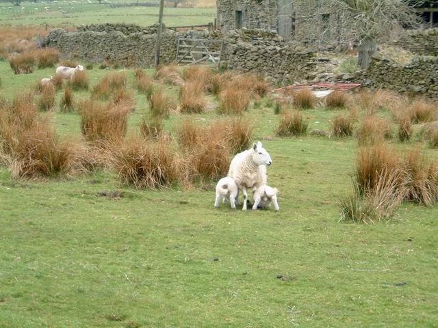 Sheep in Trout Beck Valley