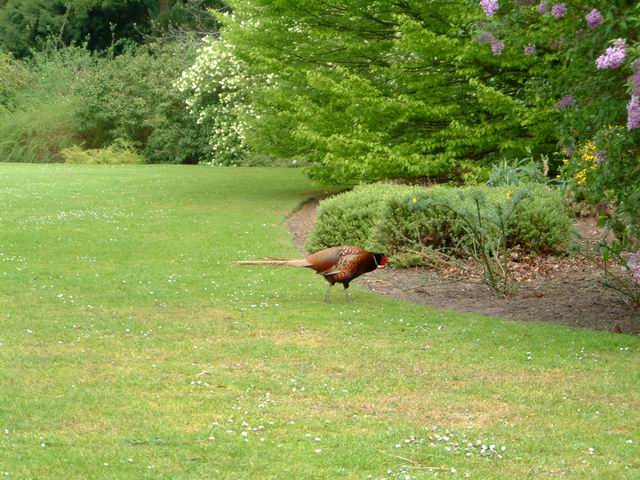 Feasant at Sandringham