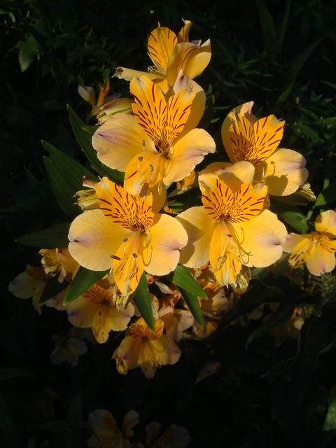 Flower in the Master