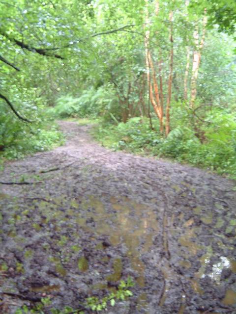 Path from Binsted to Arundel